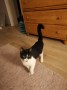 Loulou_Hobbit (1)